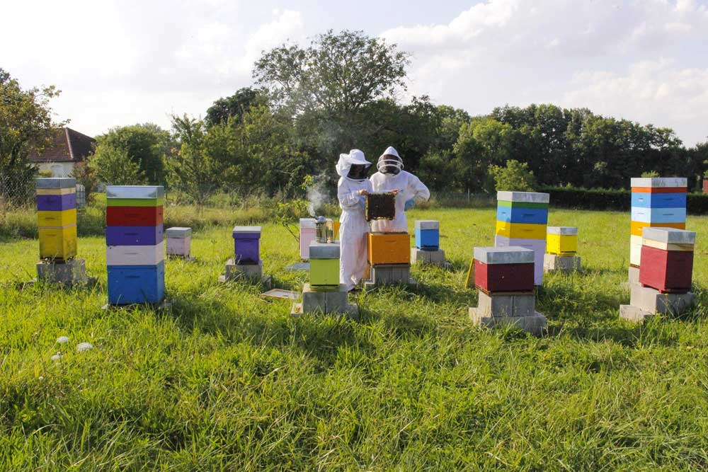apiculture-anthony-salgado-d-amour-et-d-abeilles_4108