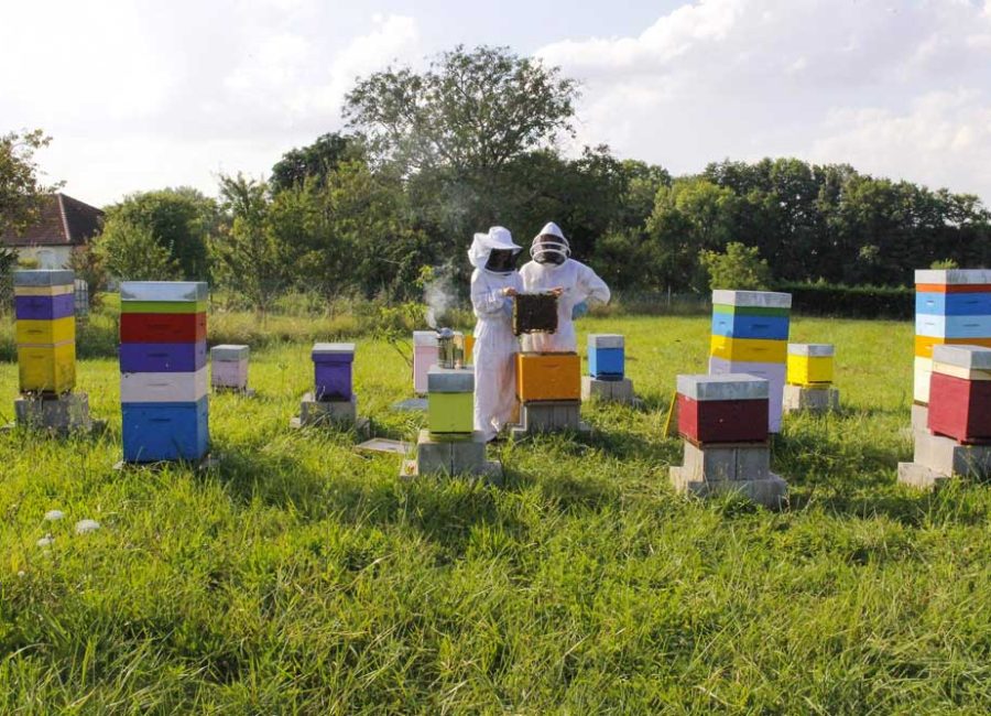 apiculture-anthony-salgado-d-amour-et-d-abeilles_4108